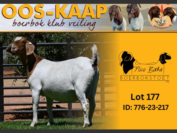 23-217 | Nico Botha Boerbokstoet