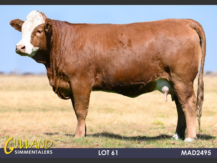 MAD2495 | MG DE JAGER