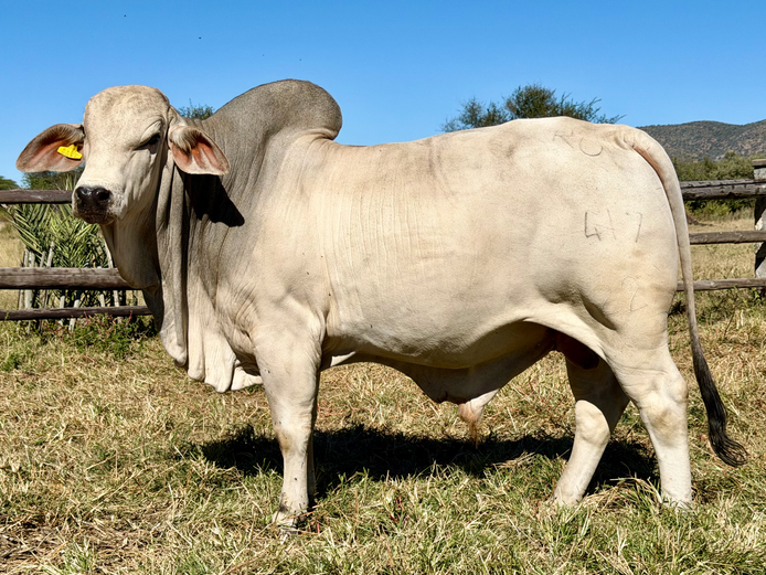22-0417KU | KUPFERBERG BRAHMAN