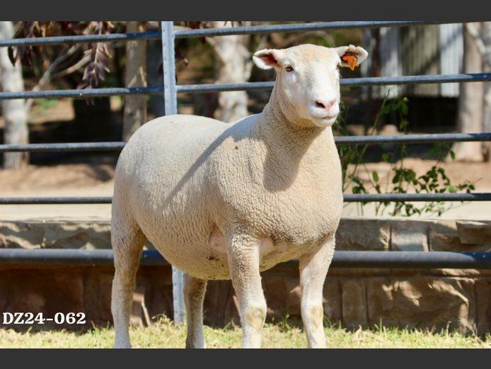 DZ 240062 | 2 STEYNS BOERDERY