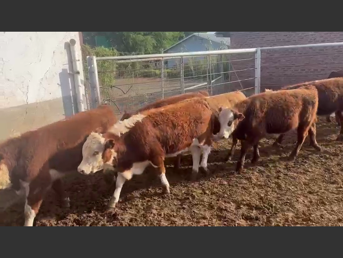 Weaners | Van Heer Boerdery (Tarka)