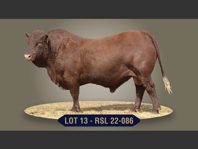 RSL220086 | RASLOU BONSMARAS