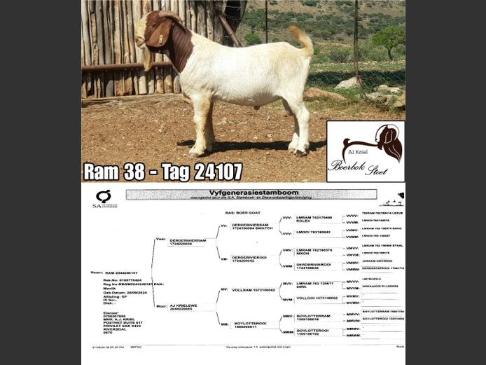 24107 | Grootvlak Boerbokke