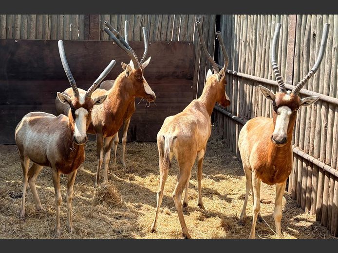Geel Blesbokke