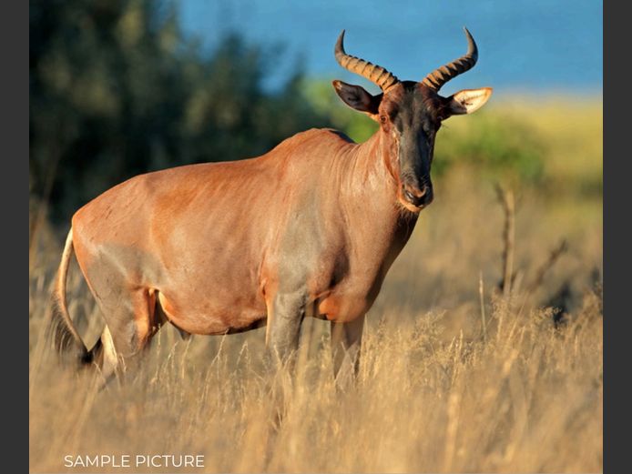 TSESSEBE | DU PREEZ WILD