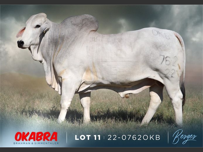 22-0762OKB | OKABRA BRAHMAN