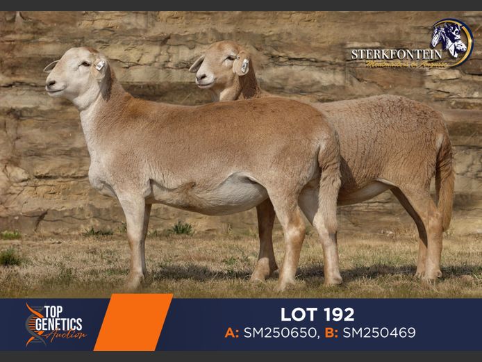 Ewes | STERKFONTIEN MEATMASTER