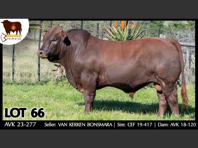 AVK 230277 | VAN KERKEN BONSMARA