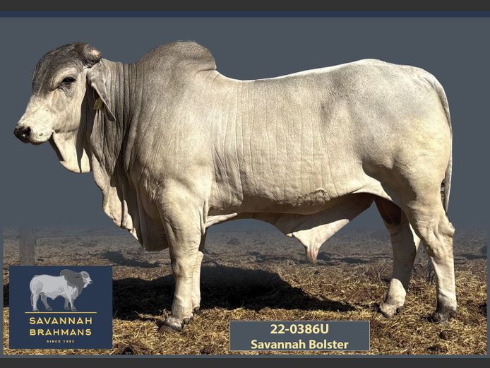 22-0386U | SAVANNAH BRAHMANS