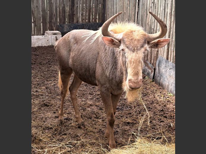 Konings Wildebees Bul