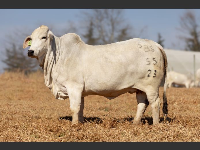 PBS 23-55 | Power Brahman