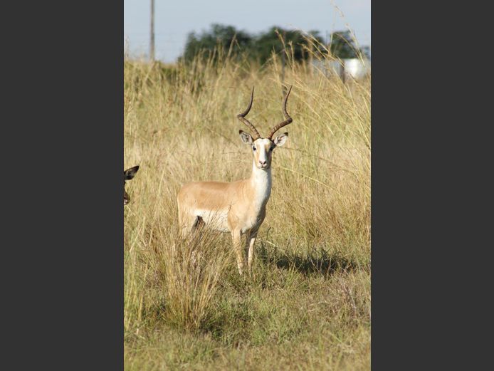 WHITE FLANK ROOIBOK L 24 3/8" & R 24 1/8"| BYZONDERHEID BOERDERY