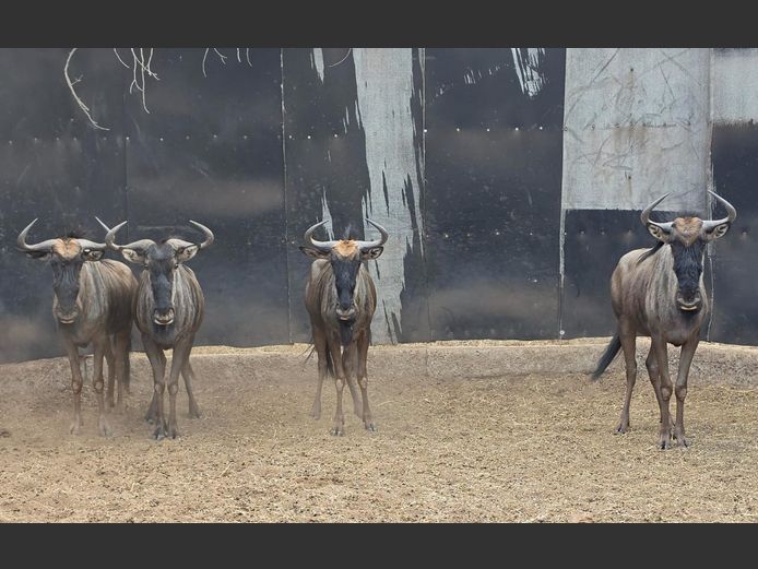 BLOUWILDEBEES | IMPISI SAFARIS