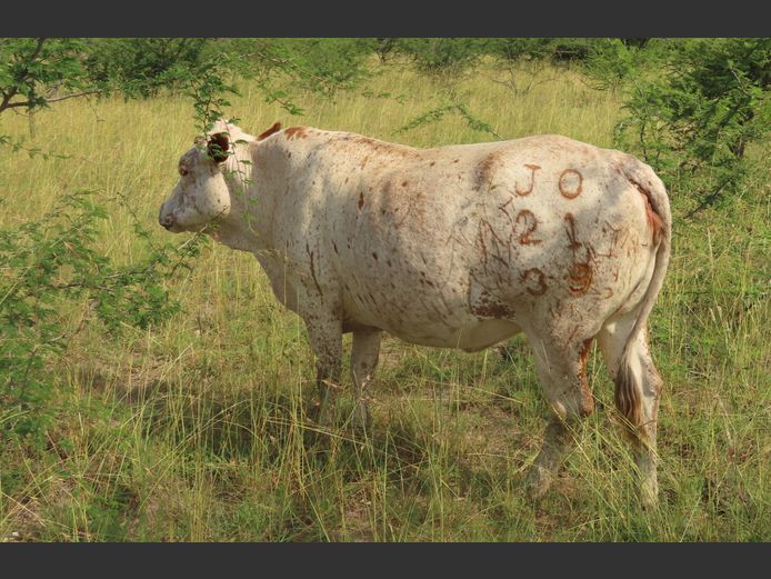 Commercial Animals | MATLA (O.T. Jannasch)