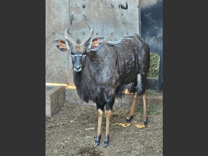 NYALA | KOLOBE WILD