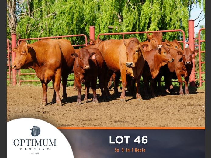 Commercial Animals | OPTIMUM FARMING M WIPPLINGER