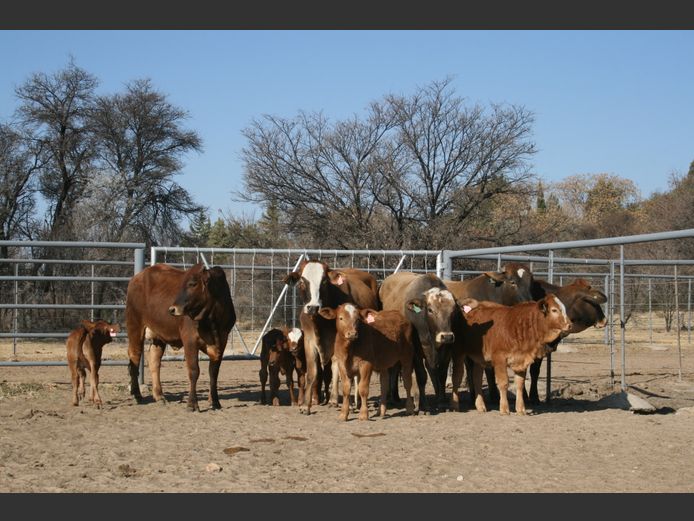 Commercial Animals