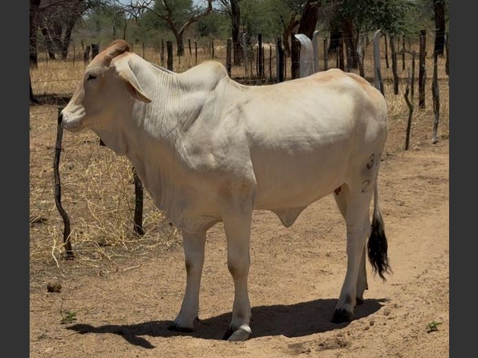 23-0030BH | PANGII BRAHMANE