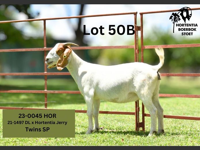 23-0045HOR | HORTENTIA BOERBOK STOET