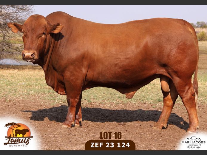 ZEF230124 HH(c) | LAMUS BONSMARA