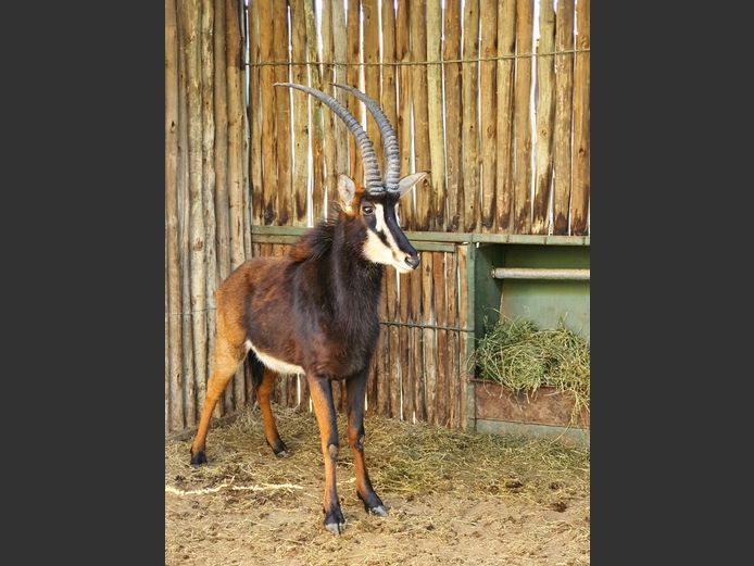 Sable | Helicon 