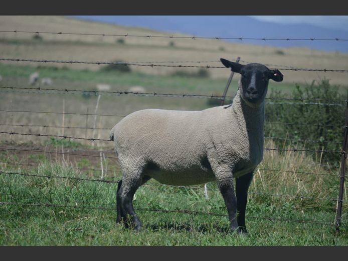 301 240207 | TWEESEUNS