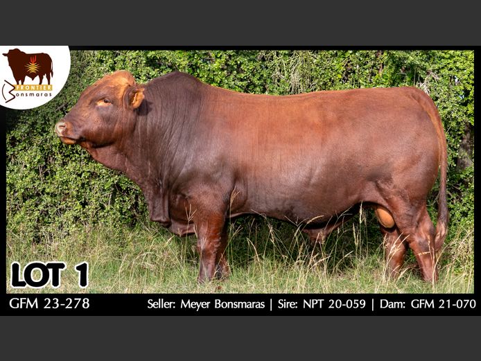 GFM 230278 | MEYER BONSMARAS