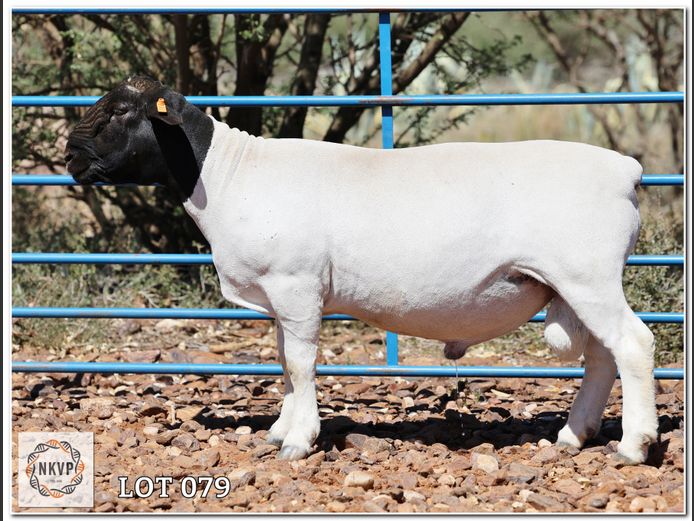 2052 24 0333 | LOUIS VAN RENSBURG, H/A LEEUPUT TRUST