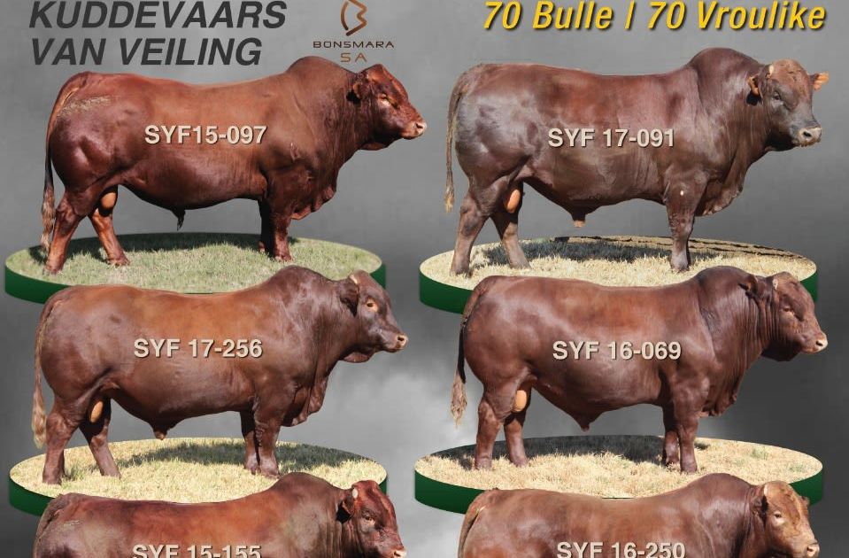 SYFERFONTEIN BONSMARAS 23STE PRODUKSIEVEILING | SwiftVEE | South Africa ...