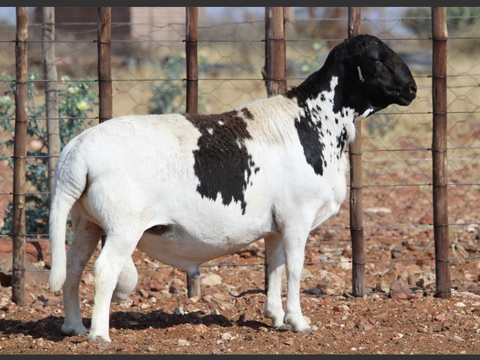 CRL 24.016 | Riaan Liebenberg - Hanri Meatmasters, Upington