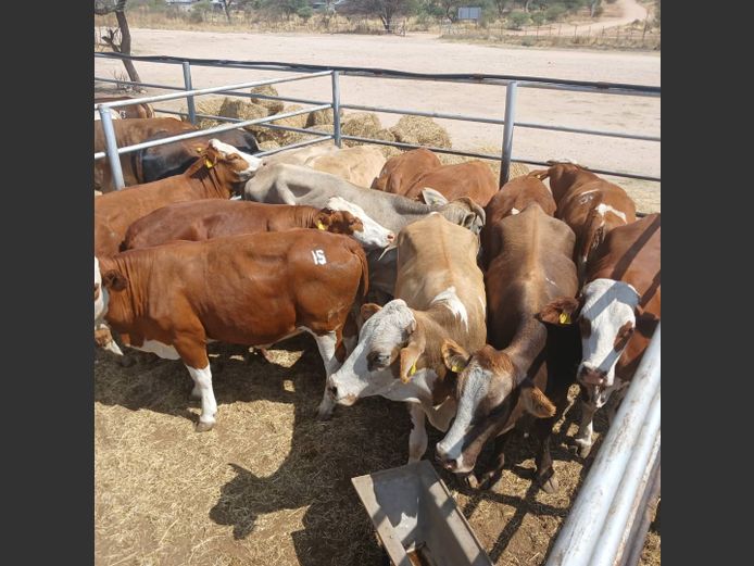 HEIFERS | DOLL FARMING PREMIUM AUCTION