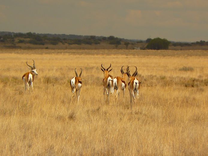 Springbok | Driekoppen Wild (G van Schalkwyk)