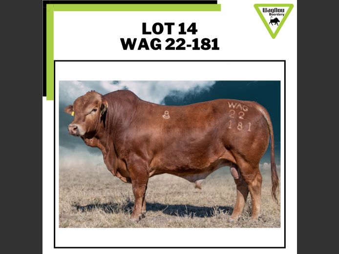 WAG 22-0181 | WAGNOU BEEFMASTER