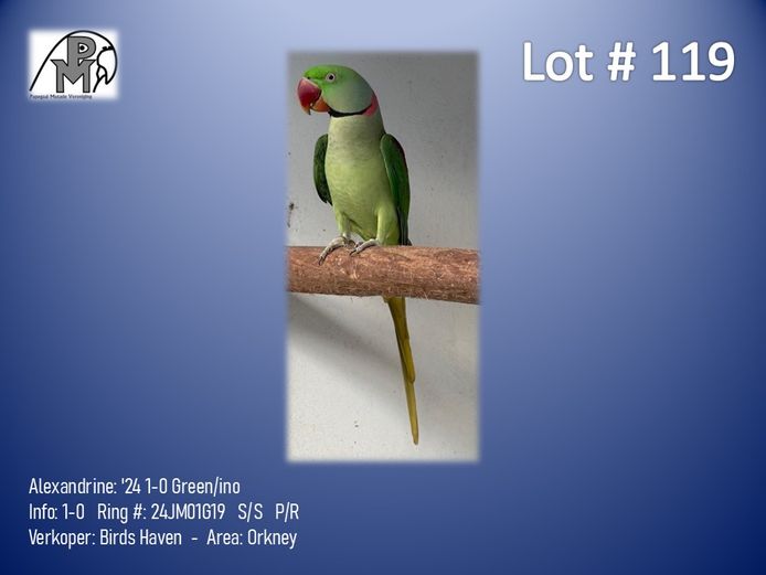 1-0 '24 Alexandrine: Green/ino - Birds Haven