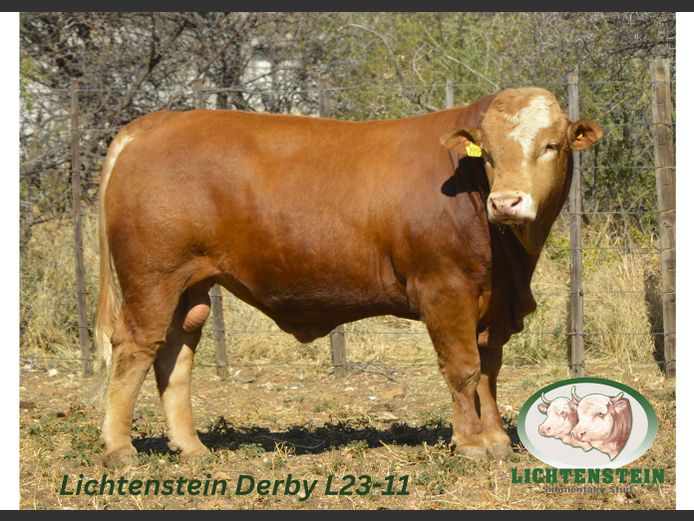 L2311 | LICHTENSTEIN SIMMENTALER STUD