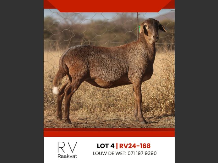 RV24-168 | RAAKVAT BOSVELDERS