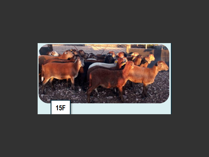 MEATMASTER SHEEP | ANNUAL MYTILUS AND ELOFF