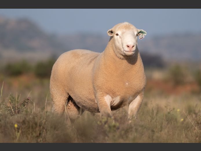 DZ250119 | 2 STEYNS BOERDERY