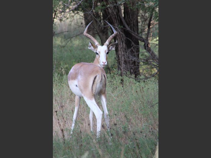 WHITE FLANKED IMPALA | L. GROBLER