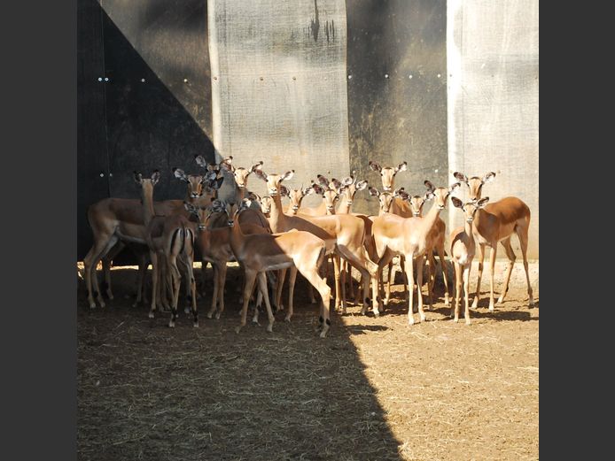 IMPALA | MABALINGWE