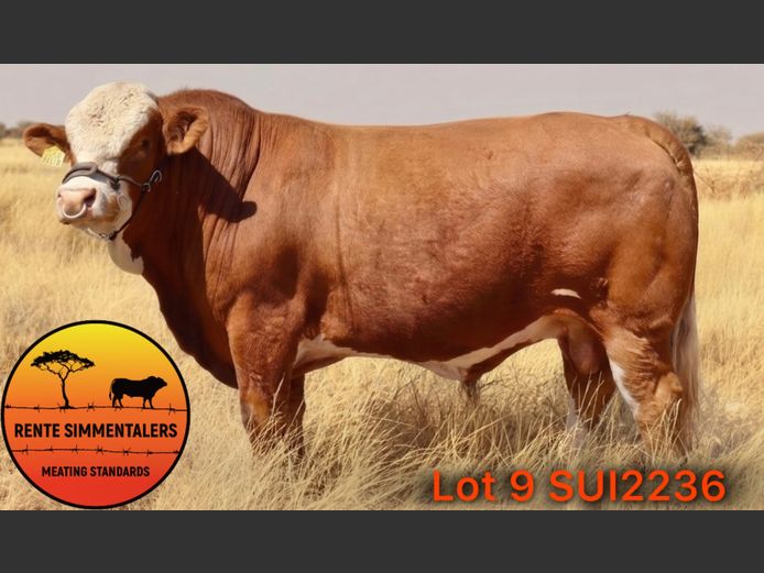 SUI2236 | RENTE  SIMMENTALER