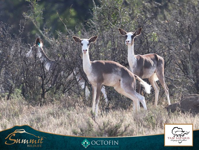 DAPPLE IMPALA EWES RW DAPPLE RAM