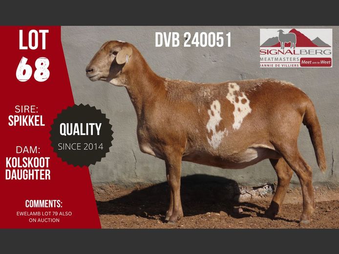 DVB 240051 | SIGNALBERG MEATMASTERS