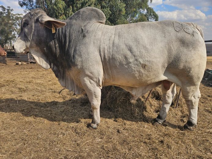GEF2227 | GEFFERT PRETORIUS BOERDERY