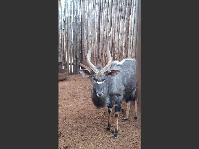 NYALA 25 ½” | JACO DE KOK