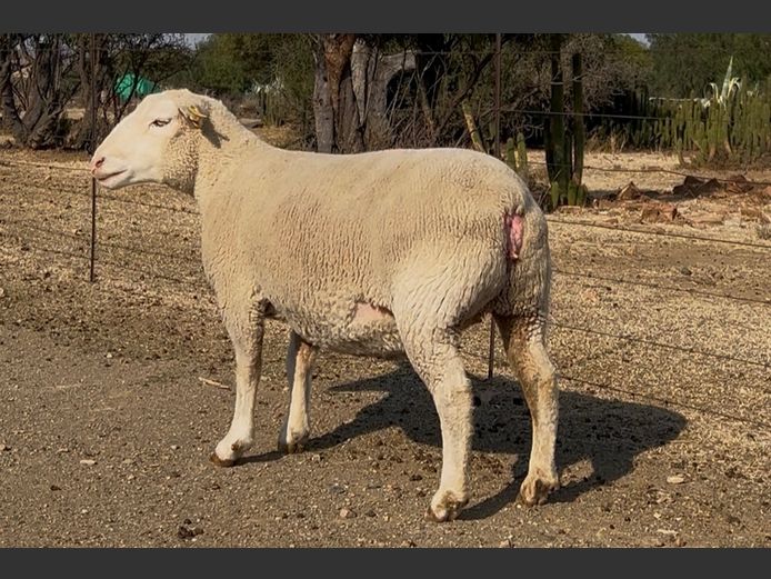 DH 220089 | HEYMAN DORMERS