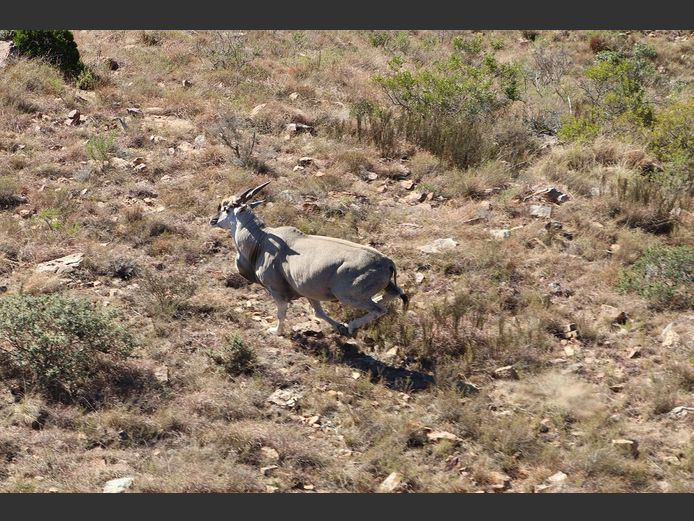 Eland Bulls | SANParks - Karoo National Park