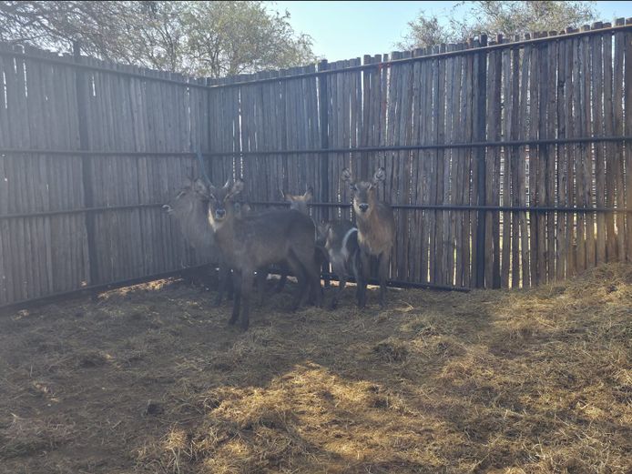 WATERBOK | HANLEY