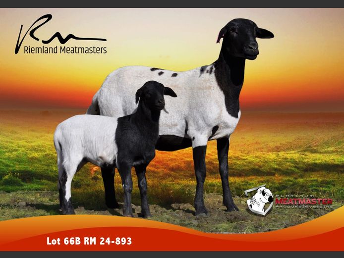 RM 24-893 | Thys Wessels & George Thom - Riemland Meatmasters, Nelspoort