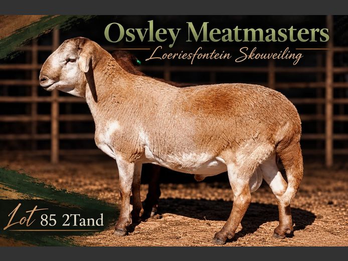 Osvley Meatmasters
